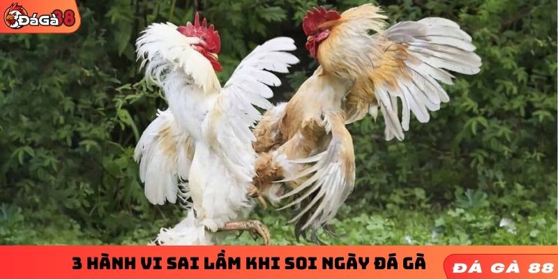 3 hành vi sai lầm khi soi ngày đá gà