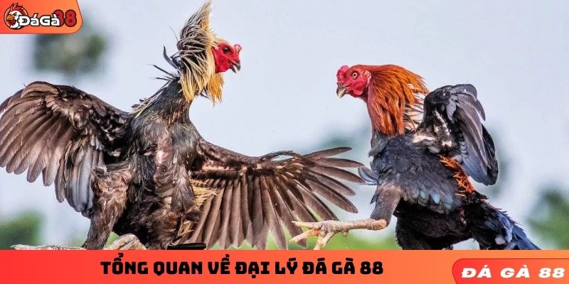 Tổng quan về đại lý ĐÁ GÀ 88