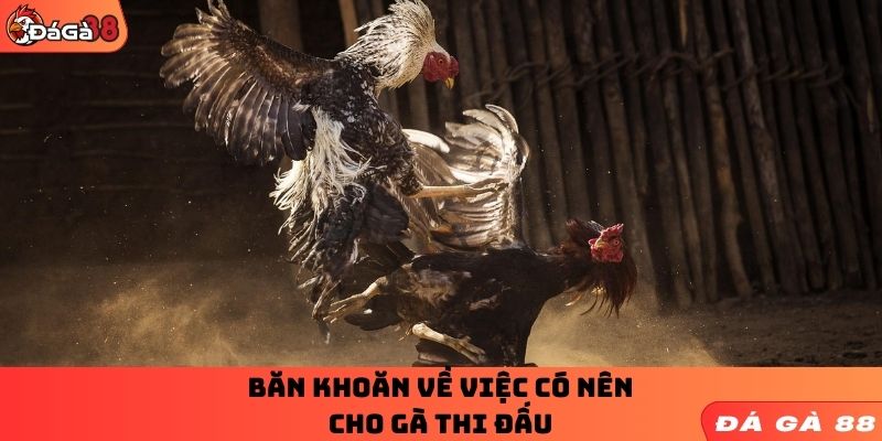 Băn khoăn về việc có nên cho gà thi đấu