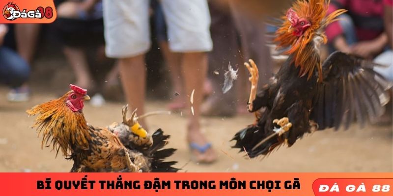 Bí quyết thắng đậm trong môn chọi gà