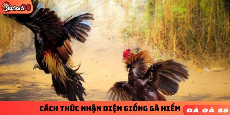 Cách thức nhận diện giống gà hiếm