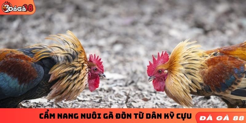 Cẩm nang nuôi gà đòn từ dân kỳ cựu