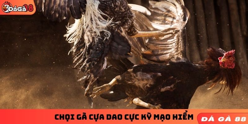 Chọi gà cựa dao cực kỳ mạo hiểm