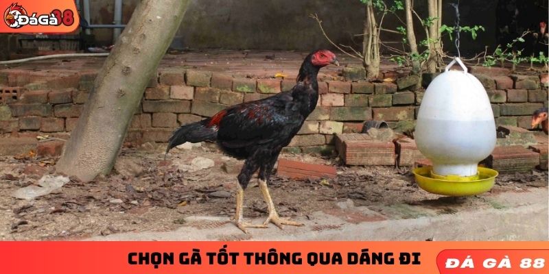 Chọn gà tốt thông qua dáng đi