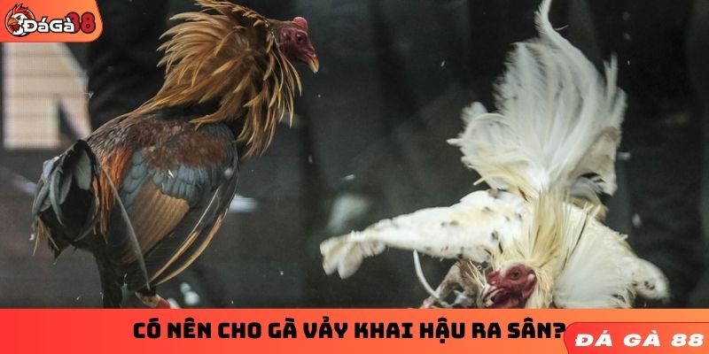 Có nên cho gà vảy khai hậu ra sân?