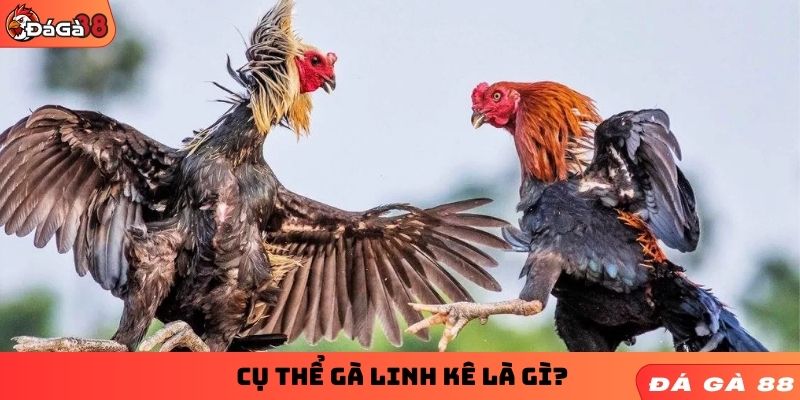 Cụ thể gà linh kê là gì?