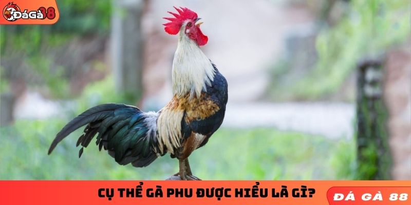 Cụ thể gà phu được hiểu là gì?