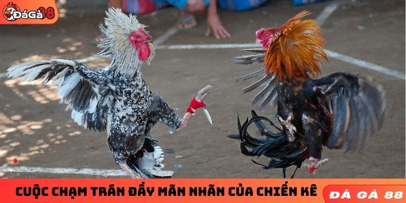 Cuộc chạm trán đầy mãn nhãn của chiến kê