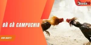 Đá Gà Campuchia | Giới Thiệu 3 Hình Thức Hot Nhất Hiện Nay