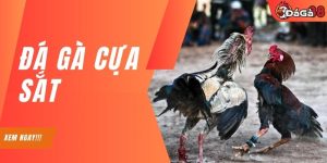 Đá Gà Cựa Sắt - Lựa Chọn Bạc Tỷ Cho Dân Chơi Lâu Năm