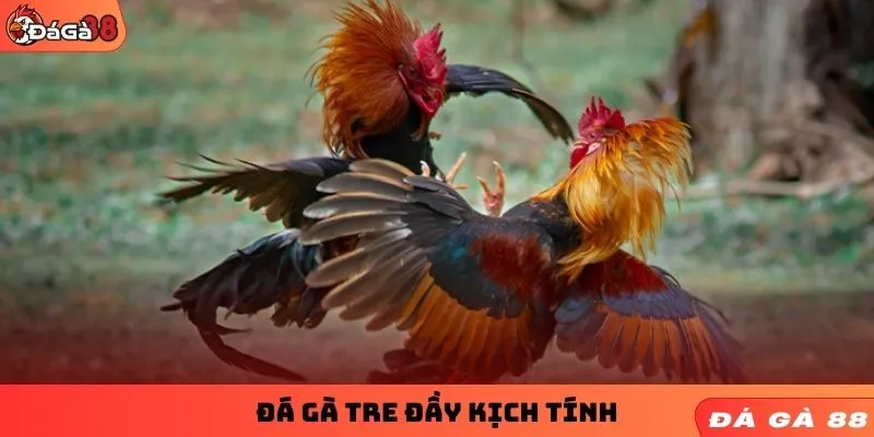 Đá gà tre đầy kịch tính