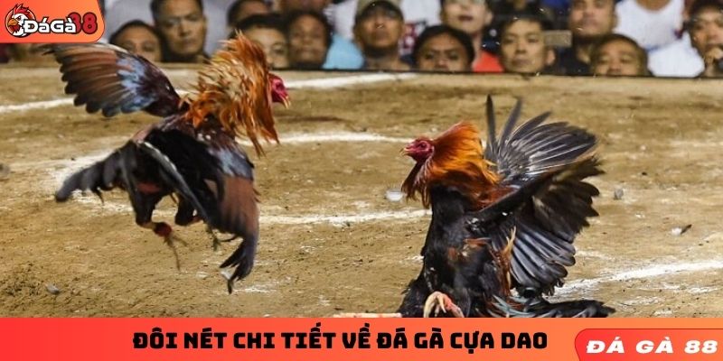Đôi nét chi tiết về đá gà cựa dao