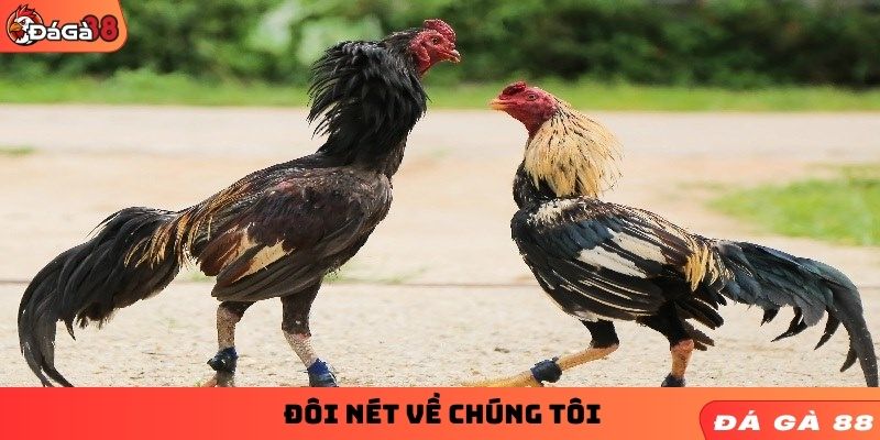 Đôi nét về chúng tôi