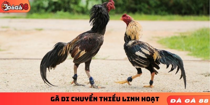 Gà di chuyển thiếu linh hoạt