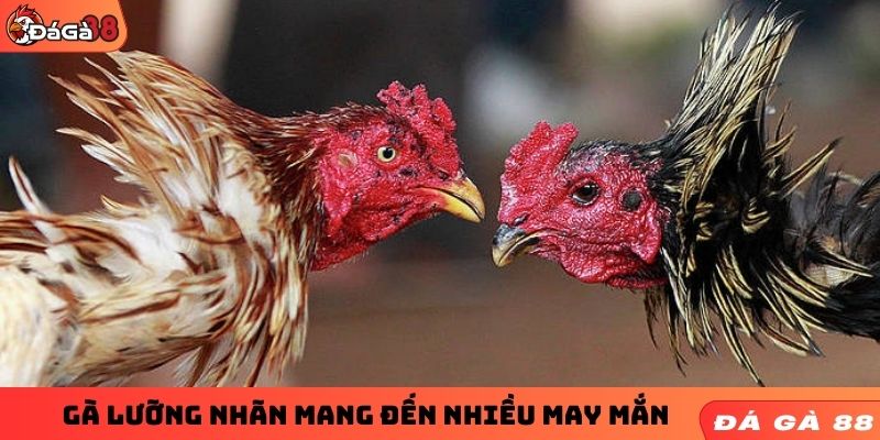 Gà lưỡng nhãn mang đến nhiều may mắn