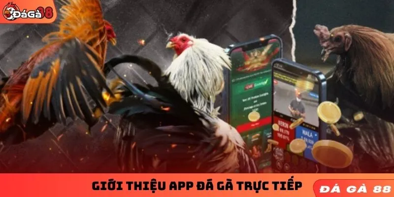 Giới thiệu app đá gà trực tiếp