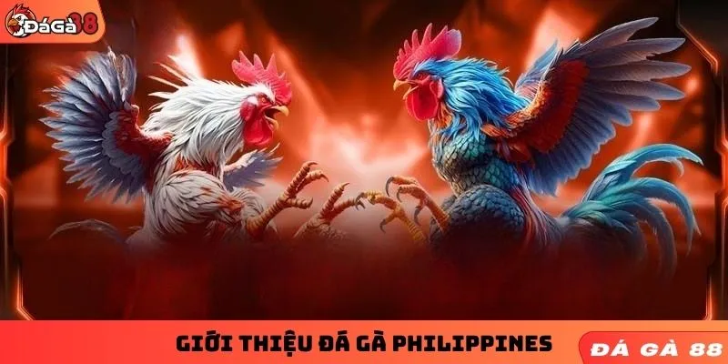 Giới thiệu đá gà Philippines