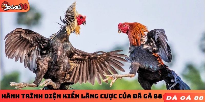 Hành trình diện kiến làng cược của ĐÁ GÀ 88