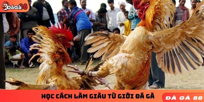 Học cách làm giàu từ giới đá gà