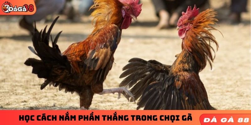 Học cách nắm phần thắng trong chọi gà