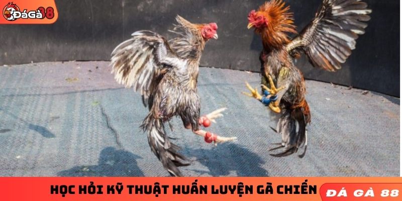 Học hỏi kỹ thuật huấn luyện gà chiến 