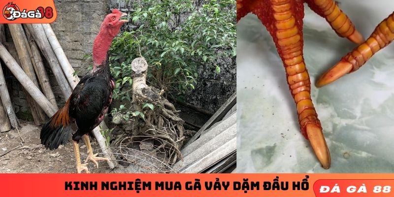 Kinh nghiệm mua gà vảy dặm đầu hổ