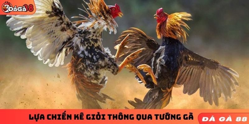 Lựa chiến kê giỏi thông qua tướng gà