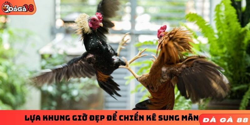 Lựa khung giờ đẹp để chiến kê sung mãn