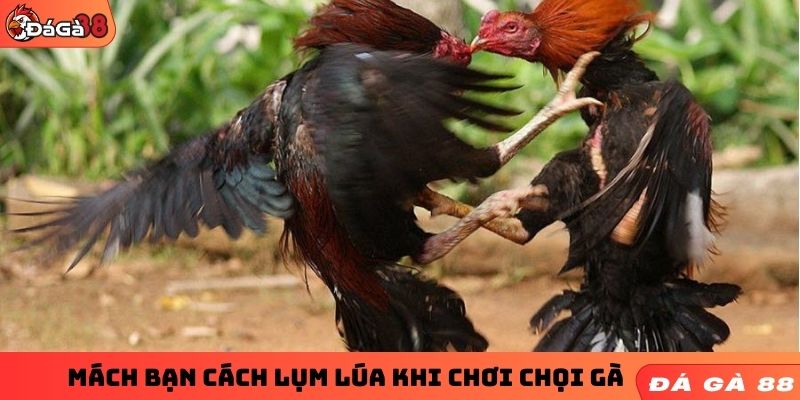 Mách bạn cách lụm lúa khi chơi chọi gà