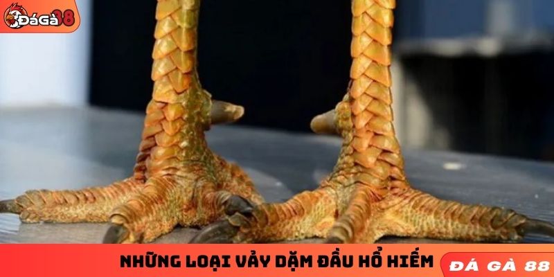 Những loại vảy gà dặm hổ đầu hiếm