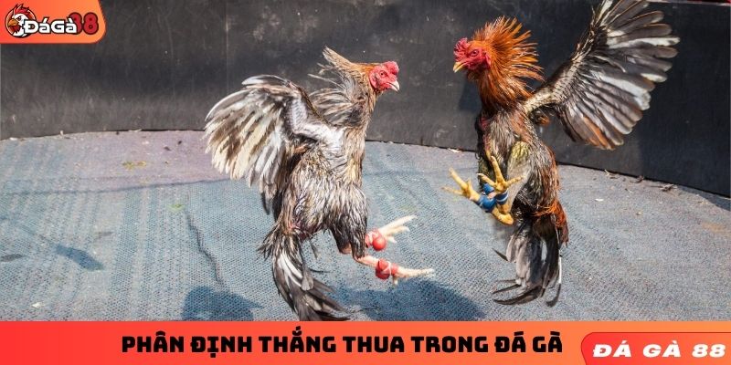 Phân định thắng thua trong đá gà