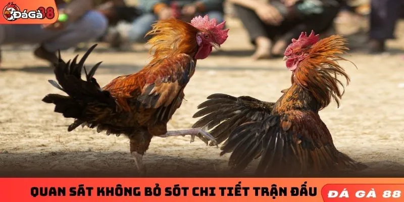 Quan sát không bỏ sót chi tiết trận đấu