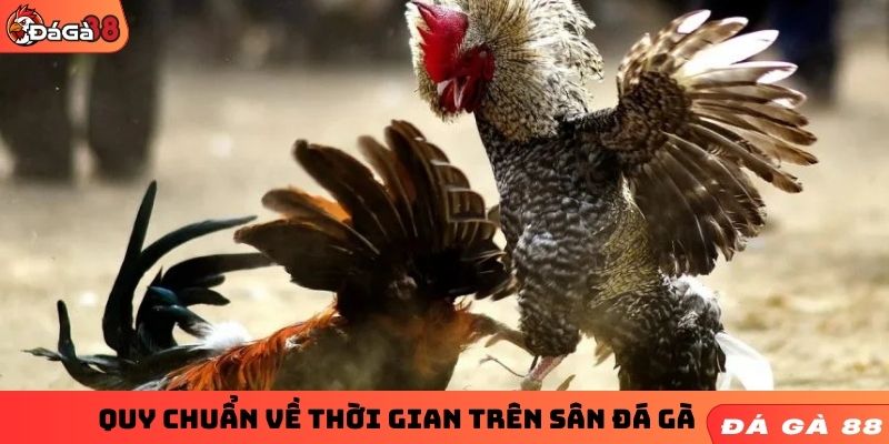 Quy chuẩn về thời gian trên sân đá gà