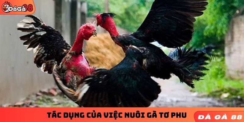 Tác dụng của việc nuôi gà tơ phu