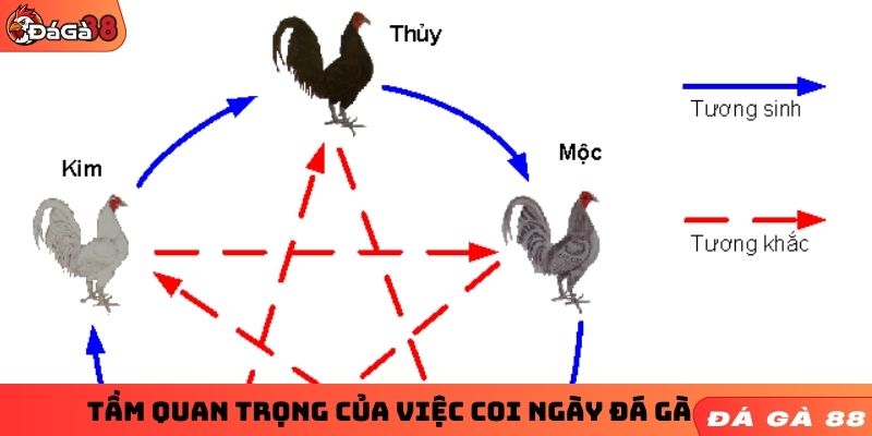 Tầm quan trọng của việc coi ngày đá gà