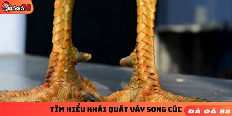 Tìm hiểu khái quát về vảy song cúc