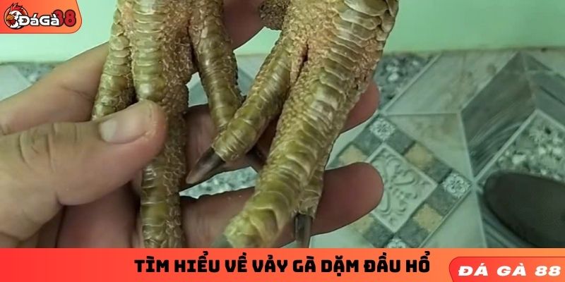 Tìm hiểu về vảy gà dặm đầu hổ