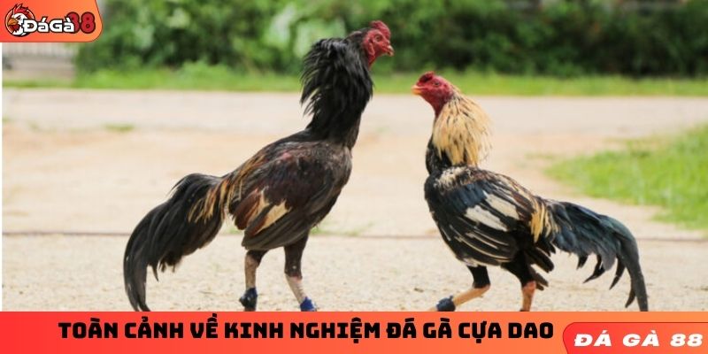 Toàn cảnh về kinh nghiệm đá gà cựa dao