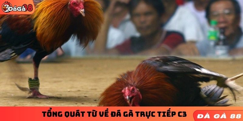 Tổng quát từ về đá gà trực tiếp C3