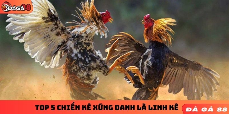 Top 5 chiến kê xứng danh là linh kê