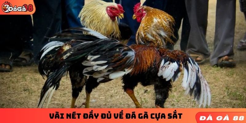 Vài nét đầy đủ về đá gà cựa sắt