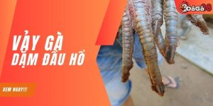 Vảy Gà Dặm Đầu Hổ Có Tốt Không? Cẩm Nang Chọn Lựa Chiến Kê