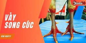 Vảy Song Cúc Tốt Hay Xấu? Có Nên Mang Đi Thi Đấu Không?