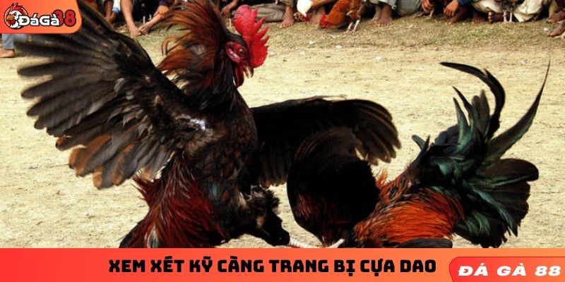 Xem xét kỹ càng trang bị cựa dao