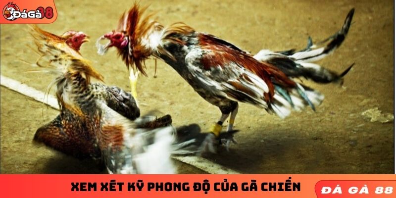 Xem xét kỹ phong độ của gà chiến